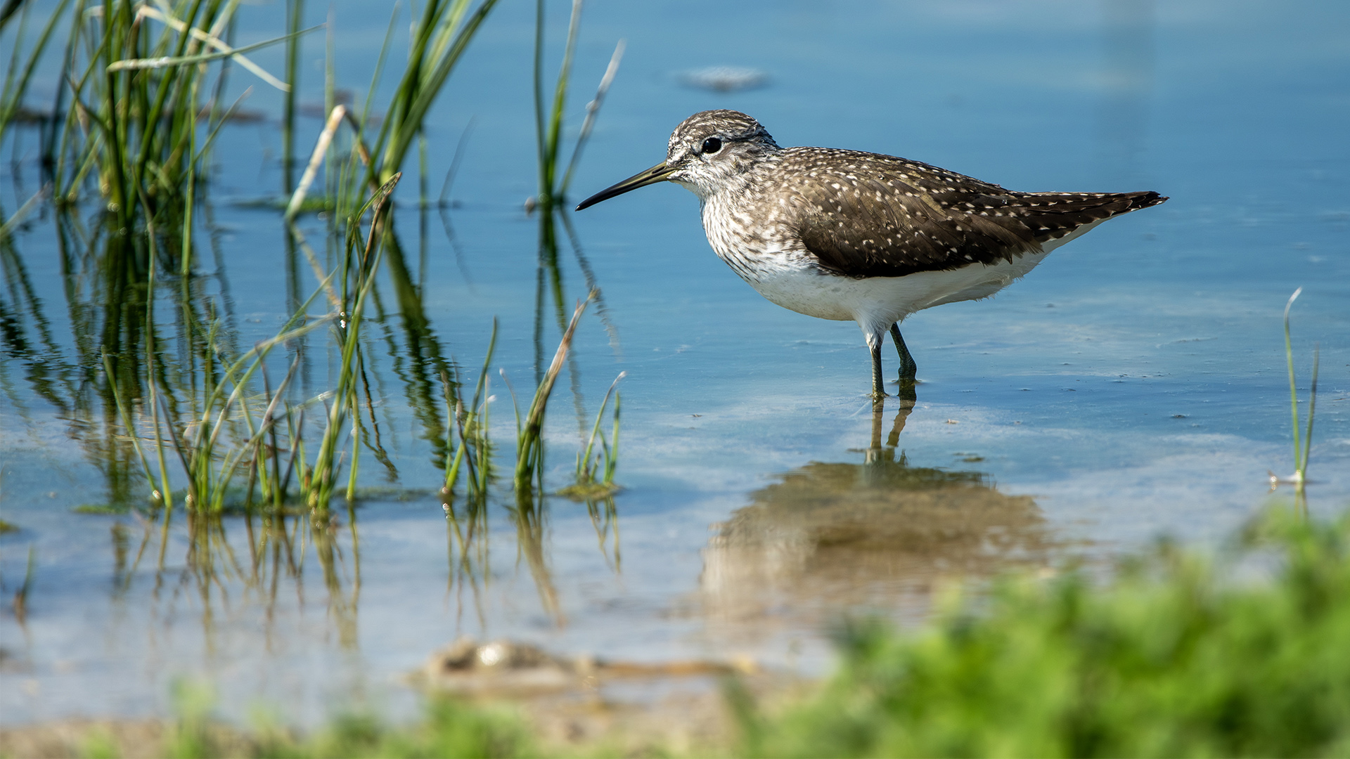 Green Sandpiper